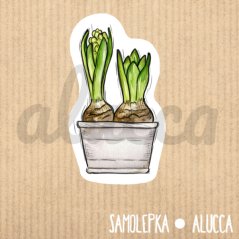 samolepka Hyacinty