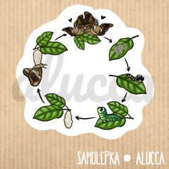samolepka Pajasánci - koloběh vývoje