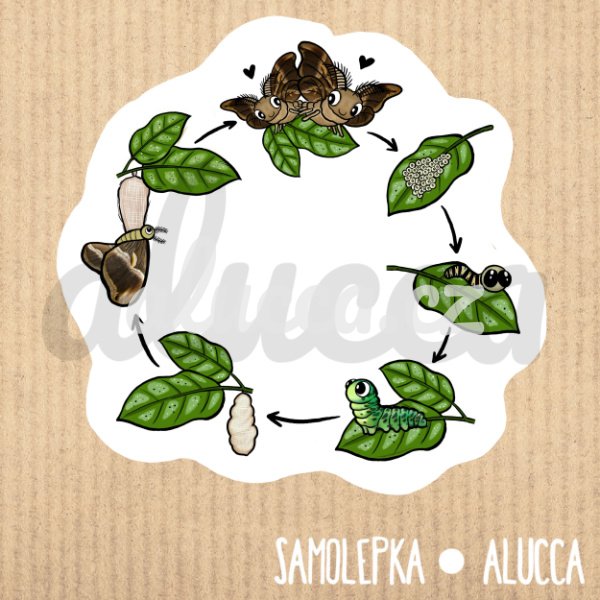 samolepka Pajasánci - koloběh vývoje