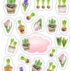 samolepky  Hyacinty