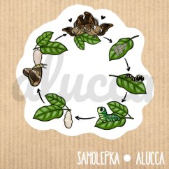 samolepka Pajasánci - koloběh vývoje